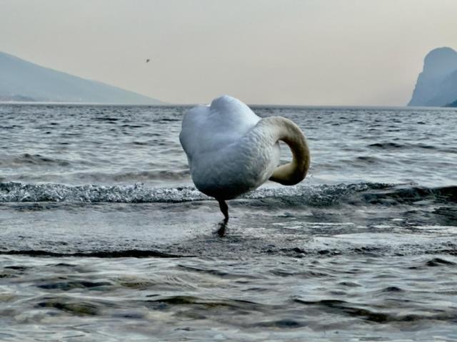 Alloggio Turistico Molu Διαμέρισμα Gavazzo Nuova Εξωτερικό φωτογραφία